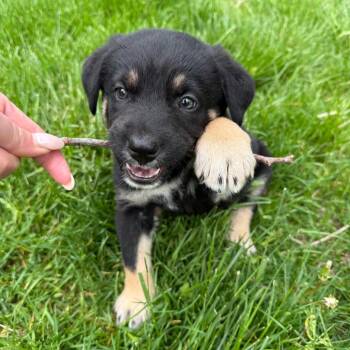 Border Collie Dogs Available for Adoption in Minnetonka, Minnesota - Anderson D69463 | PetCurious