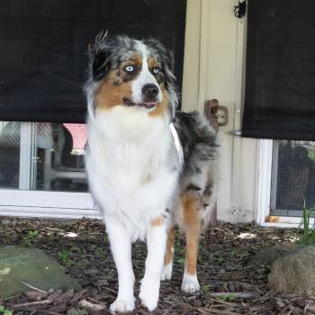 Hailey -  Australian Shepherd Dog for Adoption in Mckean, Pennsylvania - Hailey | PetCurious