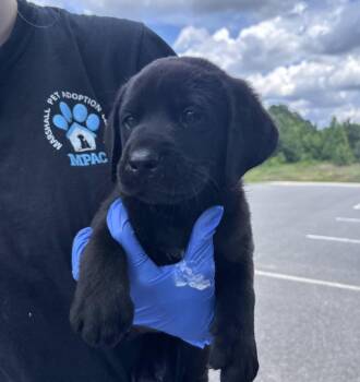 Croninne / Harlen -  Labrador Retriever Dog for Adoption in Broomfield, Colorado - Croninne / Harlen | PetCurious