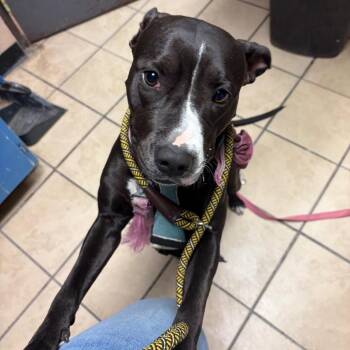 Flower Child -  Pit Bull Terrier Dog for Adoption in Newport, North Carolina - Flower Child | PetCurious