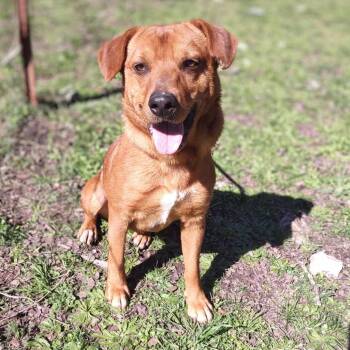 Rescue Cattle Dog Dogs for Adoption in Kempner, Texas - Anakin | PetCurious