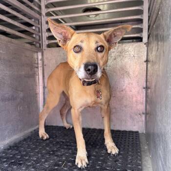 Sammy -  Shepherd and Terrier Dog for Adoption in Edinburg, Texas - Sammy | PetCurious