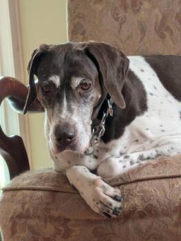 German Shorthaired Pointer Dogs Available for Adoption in Alexandria, Virginia - Rachel | PetCurious