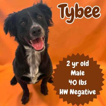 Tybee -  Collie and Retriever Dog for Adoption in Ringwood, New Jersey - Tybee | PetCurious