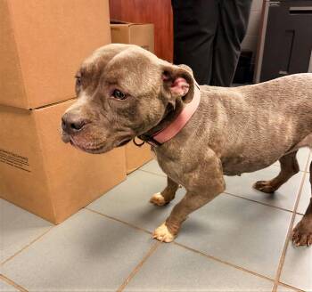 Mixed Breed Dogs Available for Adoption - Motorola | PetCurious