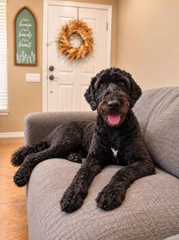 Cheese -  Aussiedoodle Dog for Adoption in Goodyear, Arizona - Cheese | PetCurious