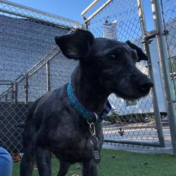 Rescue Yorkshire Terrier and Mixed Breed Dogs for Adoption in Warwick, Rhode Island - Lucy | PetCurious