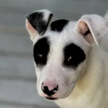 Mixed Breed Dogs Available for Adoption in Bradenton, Florida - Django | PetCurious