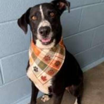 Sox -  Border Collie and Mixed Breed Dog for Adoption in Wilmington, Delaware - Sox | PetCurious