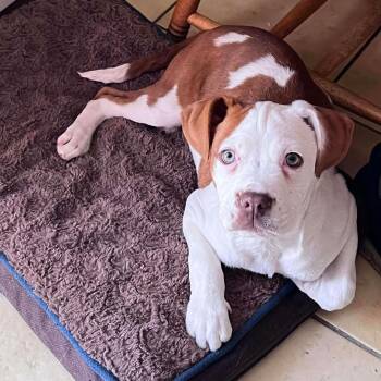 Pit Bull Terrier Dogs Available for Adoption - George* | PetCurious