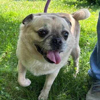 Mya -  Pug Dog for Adoption in Latrobe, Pennsylvania - Mya | PetCurious