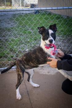 Rescue Terrier Dogs for Adoption in Hollister, Missouri - Athena | PetCurious