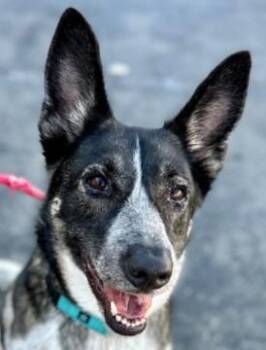 Cleo - urgently seeking a foster (or forever) home - dog friendl -  Australian Cattle Dog Blue Heeler and Cattle Dog Dog for Adoption in San Marcos, California - Cleo - Urgently Seeking A Foster (or Forever) Home - Dog Friendl | PetCurious