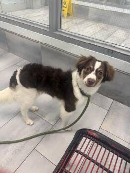 OLIVIA -  Border Collie and Mixed Breed Dog for Adoption in Charlotte, North Carolina - OLIVIA | PetCurious