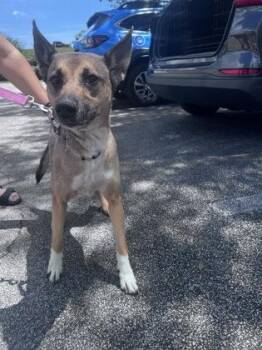 Shepherd and Mixed Breed Dogs Available for Adoption in Daytona Beach, Florida - Lola - 2 | PetCurious