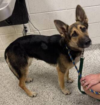 Teagan -  German Shepherd Dog and Mixed Breed Dog for Adoption in Kansas City, Missouri - Teagan | PetCurious