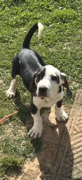 Basset Hound and Beagle Dogs Available for Adoption in Maryville, Tennessee - Dolly | PetCurious