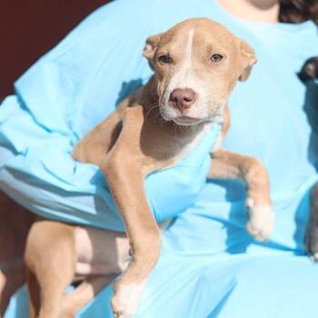 SEAN -  American Staffordshire Terrier Dog for Adoption in San Antonio, Texas - SEAN | PetCurious