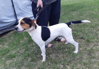 Beagle Dogs Available for Adoption in Bancroft, Ontario - Wendell | PetCurious