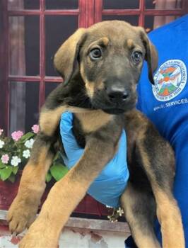 German Shepherd Dog and Mixed Breed Dogs Available for Adoption in San Bernardino, California - EILEEN | PetCurious