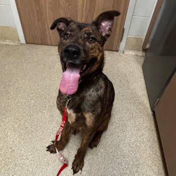 Marley -  Mixed Breed Dog for Adoption in Bristol, Indiana - Marley | PetCurious