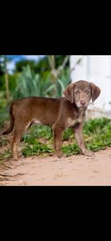 Chocolate Labrador Retriever Dogs Available for Adoption - Popcorn | PetCurious