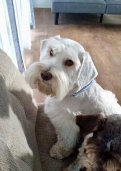 Ikie -  Schnauzer Dog for Adoption in Escondido, California - Ikie | PetCurious