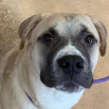 Mixed Breed Dogs Available for Adoption - Dexter | PetCurious