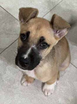 Rescue Retriever and Black Mouth Cur Dogs for Adoption in Saugus, Massachusetts - Tommy | PetCurious