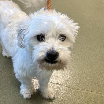 72144 -  Maltese Dog for Adoption in Harrisonburg, Virginia - 72144 | PetCurious
