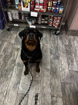 Rescue Rottweiler Dogs for Adoption in Plymouth, Michigan - Kiva | PetCurious