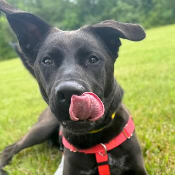 Bailey -  Mixed Breed Dog for Adoption in Hendersonville, North Carolina - Bailey | PetCurious