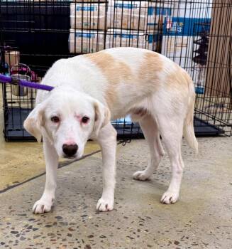 Grontjarn -  Labrador Retriever and Cattle Dog Dog for Adoption in Fort Lupton, Colorado - Grontjarn | PetCurious