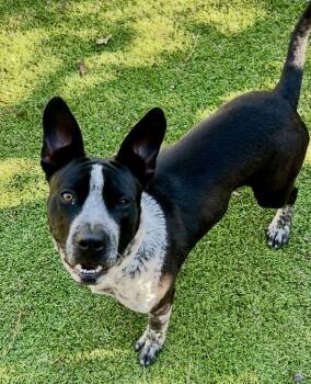 Rescue Australian Cattle Dog Blue Heeler Dogs for Adoption in Sandy Springs, Georgia - Odie | PetCurious