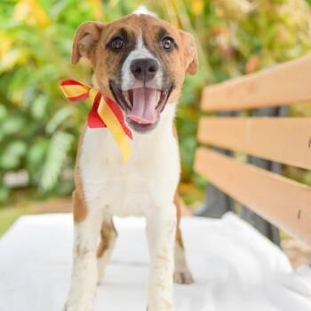 Mixed Breed Dogs Available for Adoption in Kailua-kona, Hawaii - Beanie Baby | PetCurious