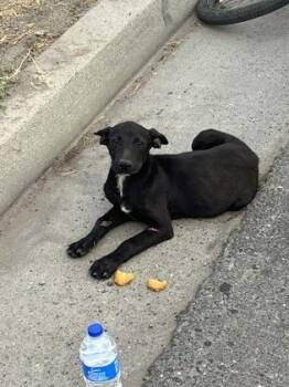 Diamond -  Pit Bull Terrier and Mixed Breed Dog for Adoption in Fresno, California - Diamond | PetCurious