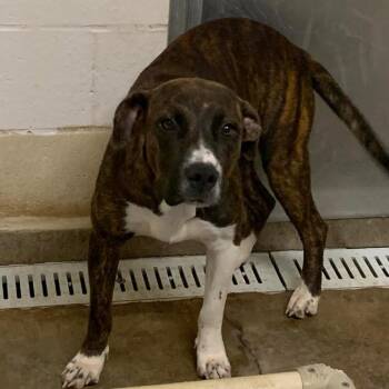 Ivory -  Retriever and Mixed Breed Dog for Adoption in Cleveland, Mississippi - Ivory | PetCurious