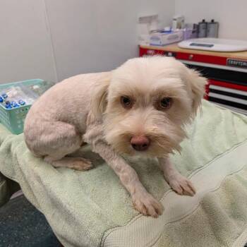 Cake -  Maltese Dog for Adoption in Chico, California - Cake | PetCurious