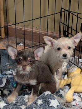 Rescue Terrier Dogs for Adoption in Covington, Washington - Xylo And Xanthe | PetCurious