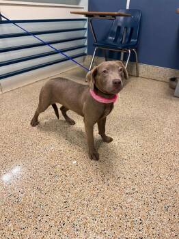Rescue American Bulldog and Mixed Breed Dogs for Adoption in Doral, Florida - STORMY | PetCurious