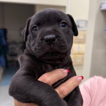 Enreco AKA Oreo -  Shepherd and Mixed Breed Dog for Adoption in Loxahatchee Groves, Florida - Enreco AKA Oreo | PetCurious