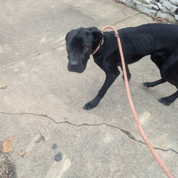 Great Dane and Mixed Breed Dogs Available for Adoption - J