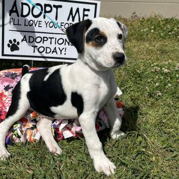 PONGO -  Basset Hound and Terrier Dog for Adoption in Chicopee, Massachusetts - PONGO | PetCurious