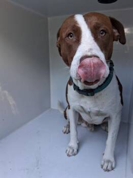 Rescue Labrador Retriever Dogs for Adoption in Houston, Texas - A644534 | PetCurious