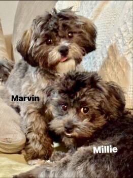 Rescue Shih Poo Dogs for Adoption in Lakewood Village, Texas - Millie | PetCurious