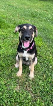 Zuri -  Shepherd Dog for Adoption in Marengo, Illinois - Zuri | PetCurious