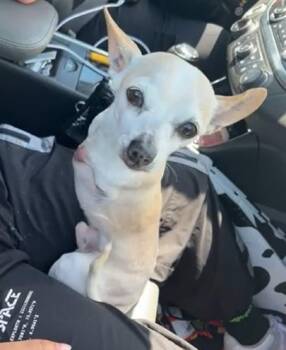 BEBITO -  Chihuahua Dog for Adoption in San Antonio, Texas - BEBITO | PetCurious