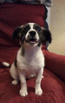 Bessie -  Pug and Miniature Poodle Dog for Adoption in Oakdale, California - Bessie | PetCurious
