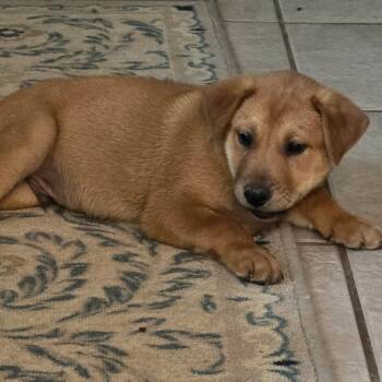 Labrador Retriever Dogs Available for Adoption in Plainfield, Connecticut - Mike | PetCurious