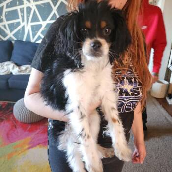 Cavalier King Charles Spaniel Dogs Available for Adoption in Las Vegas, Nevada - Loki F PDR/Lucky | PetCurious